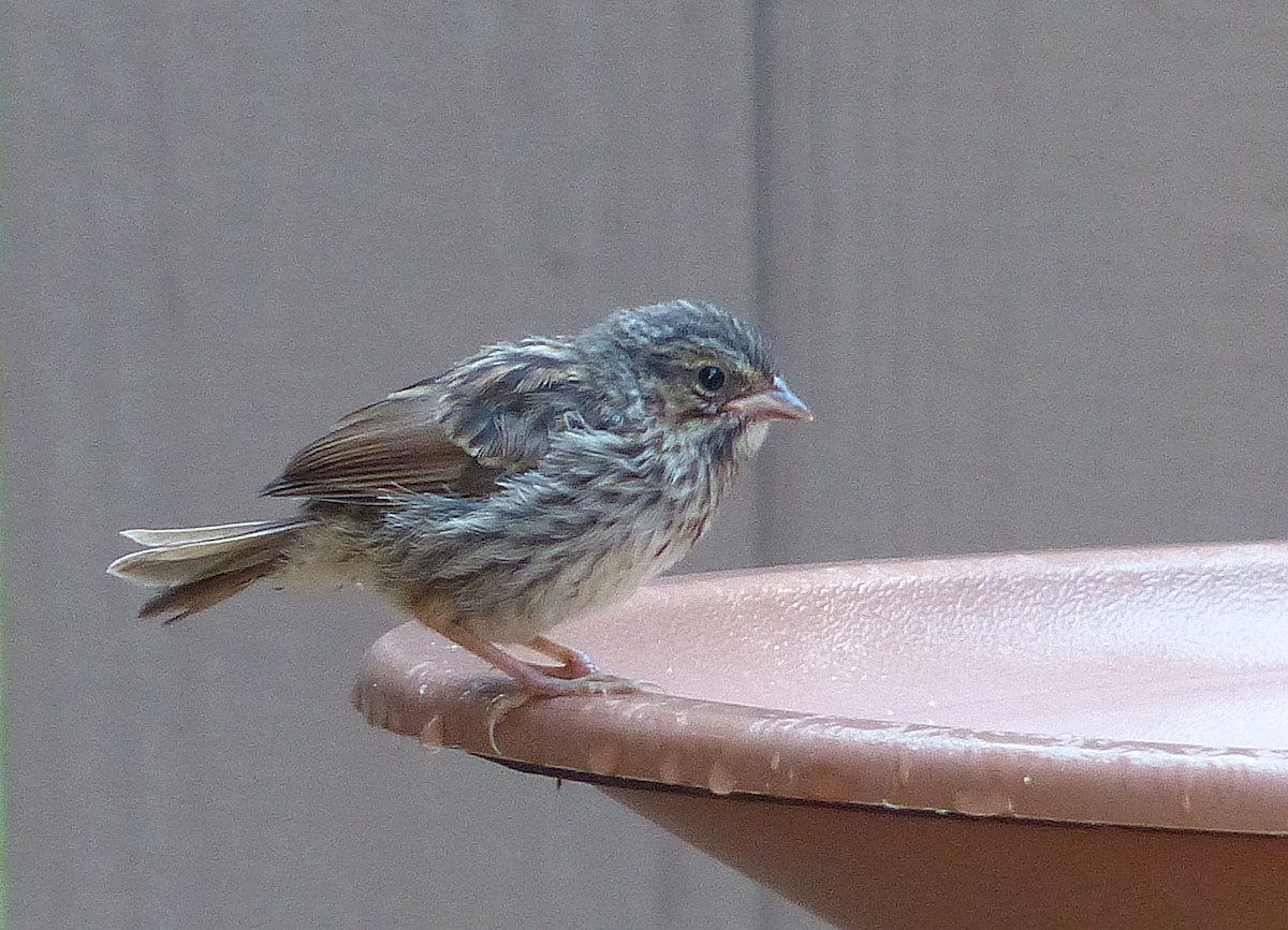 Song Sparrow - ML642360598