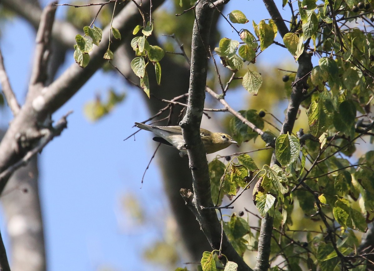 Blackpoll Warbler - ML642360601