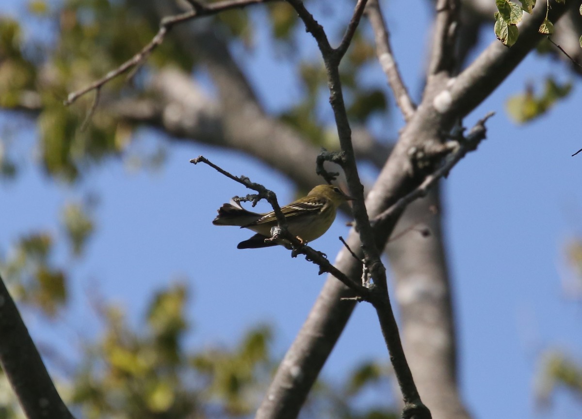 Blackpoll Warbler - ML642360602
