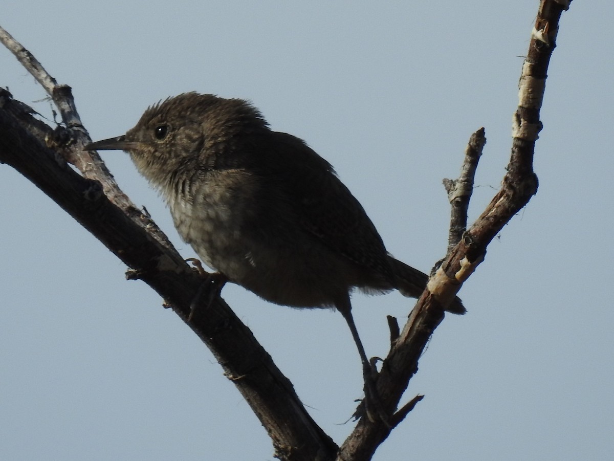 House Wren - ML64236061