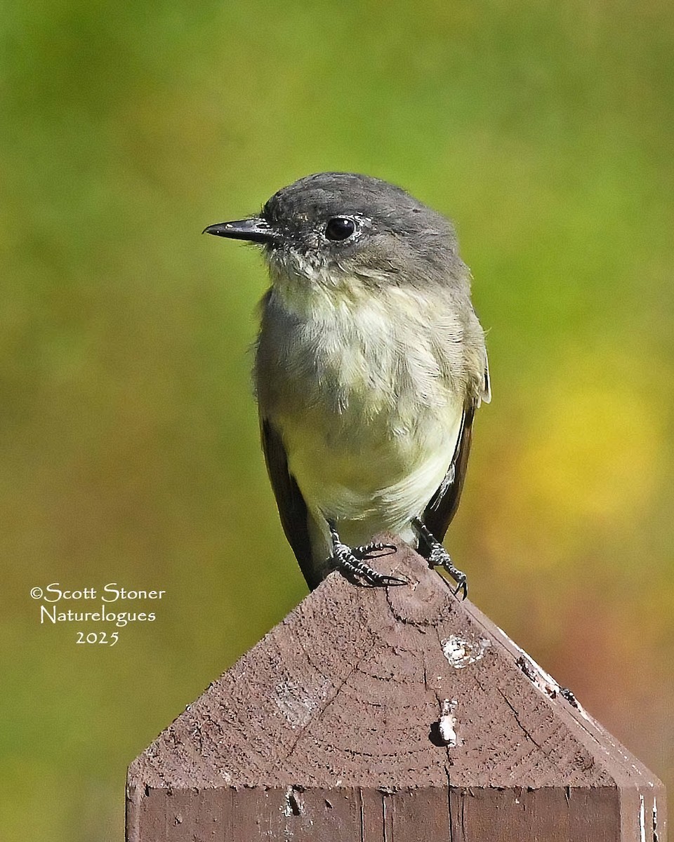 Eastern Phoebe - ML642360617