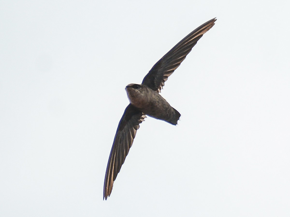 Vaux's Swift - ML642360632