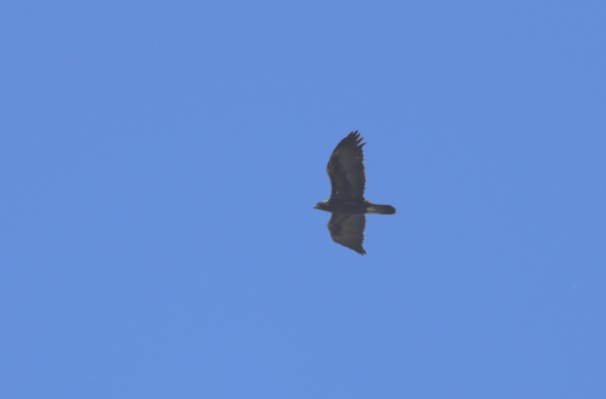 Golden Eagle - ML642360633