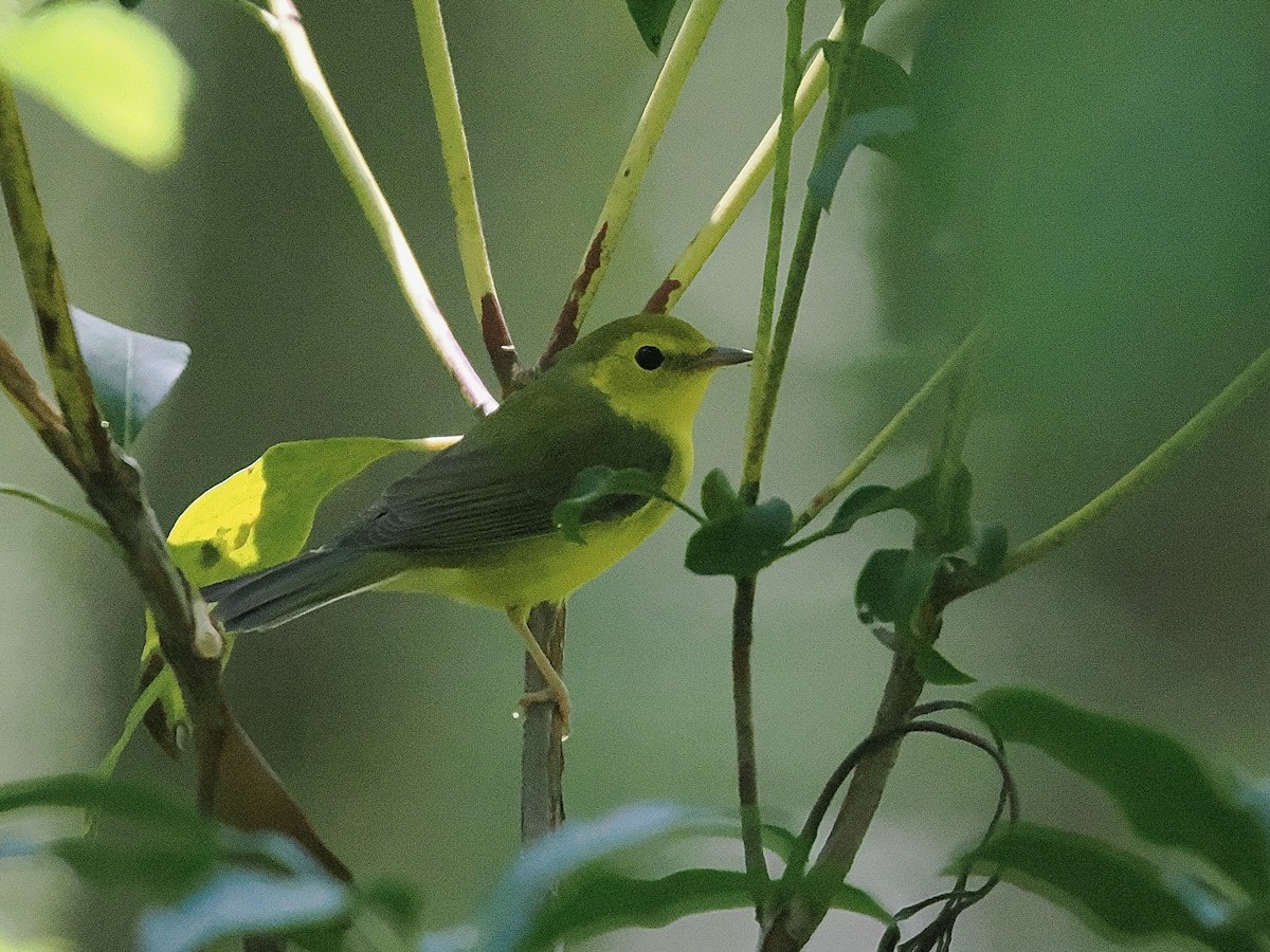 クロズキンアメリカムシクイ - ML642360659