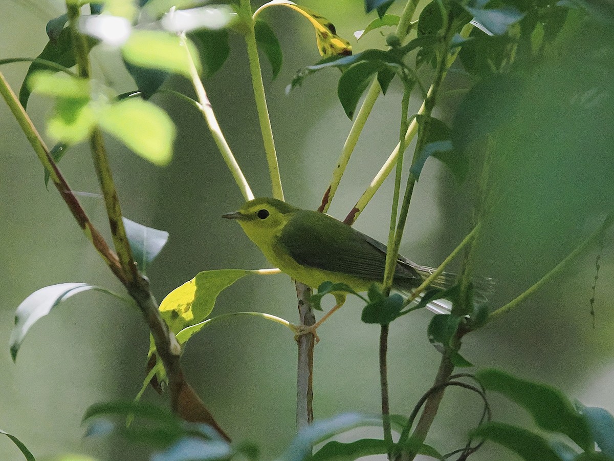 クロズキンアメリカムシクイ - ML642360660