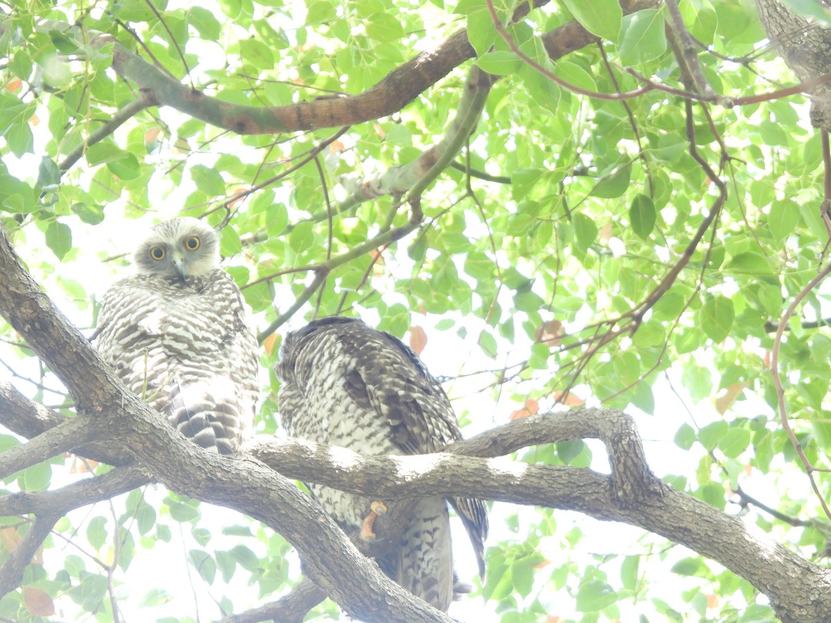 Powerful Owl - ML642360673