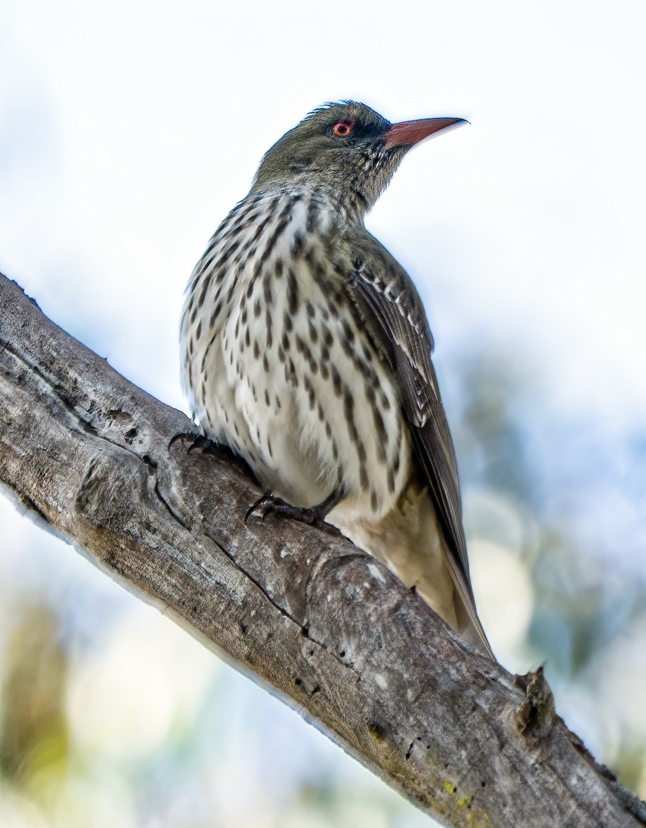 Olive-backed Oriole - ML642360692