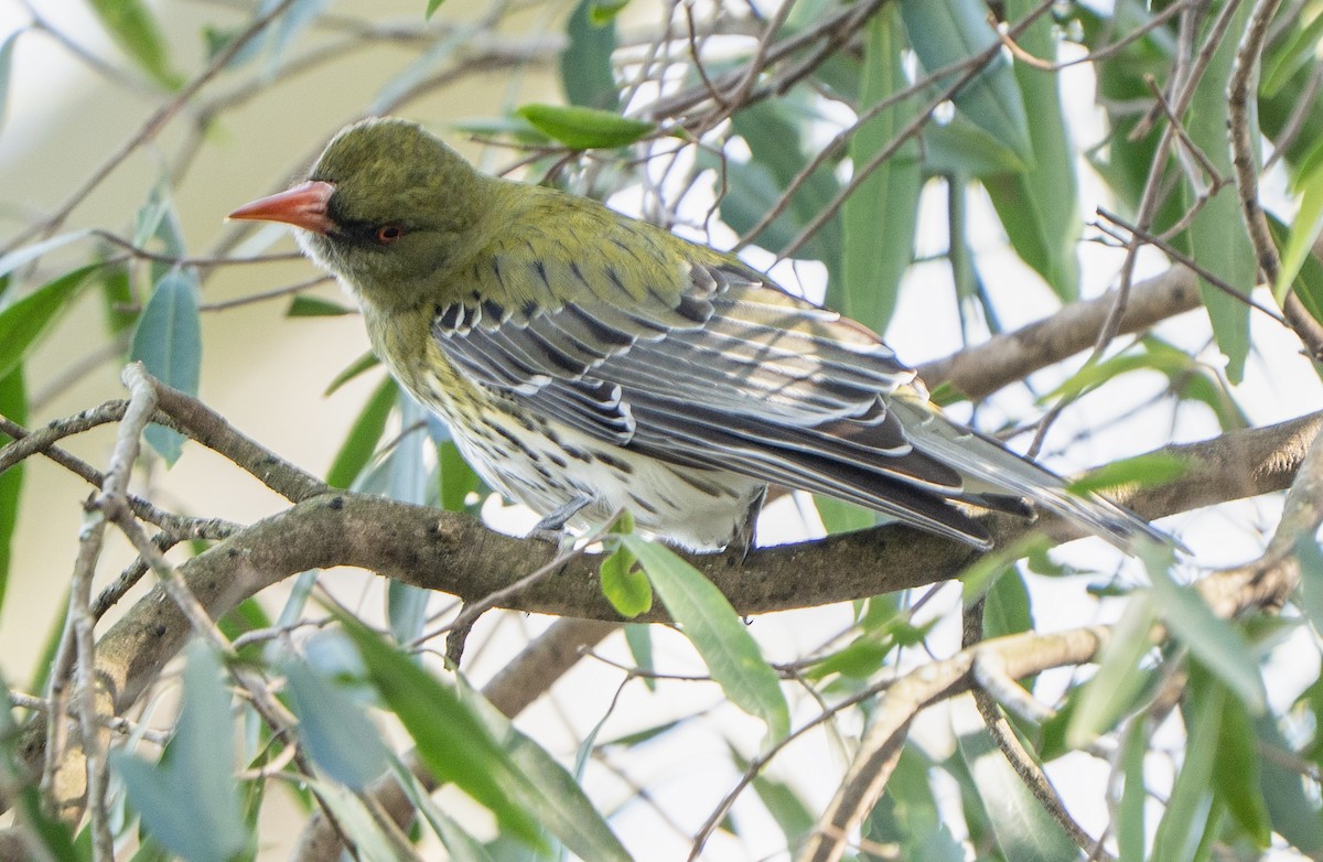 Olive-backed Oriole - ML642360694