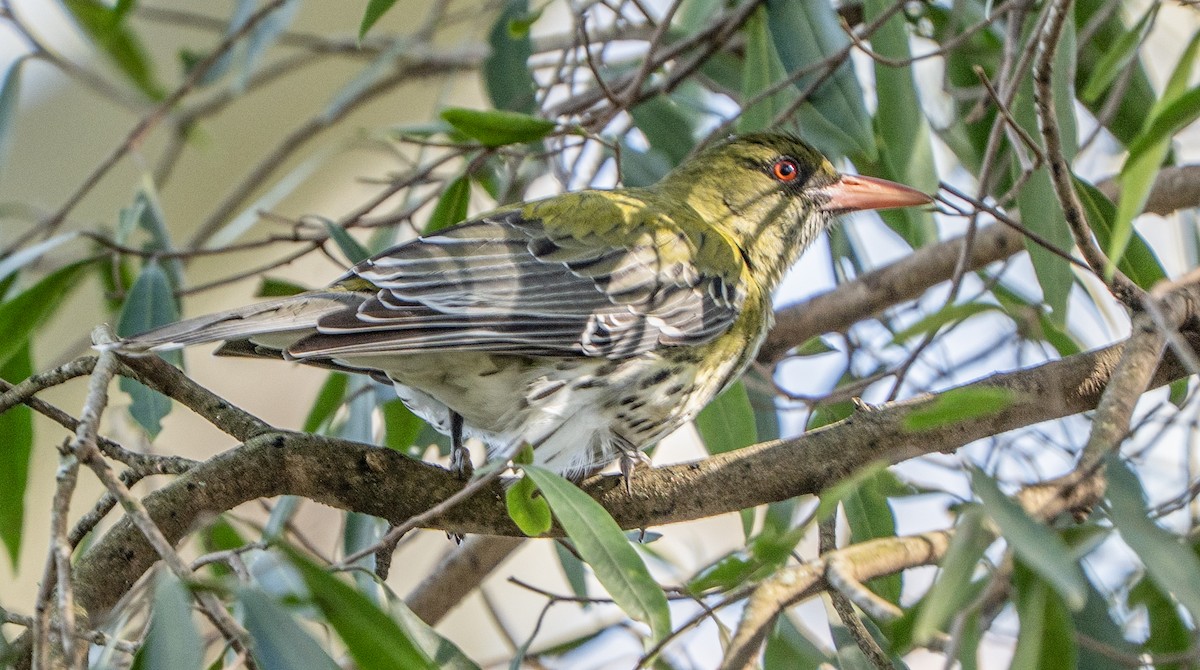 Olive-backed Oriole - ML642360697