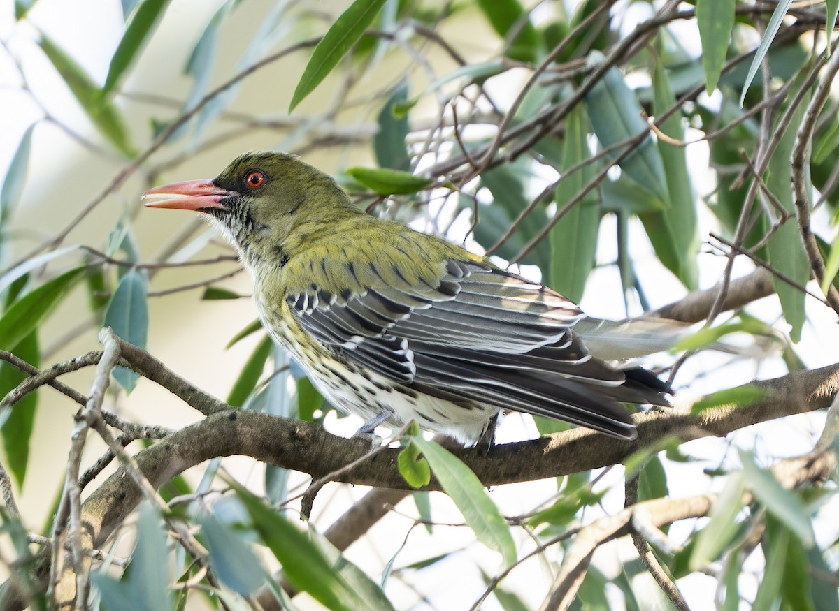 Olive-backed Oriole - ML642360703