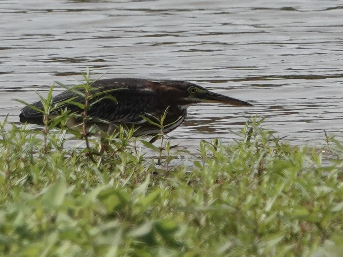 Green Heron - ML642360738