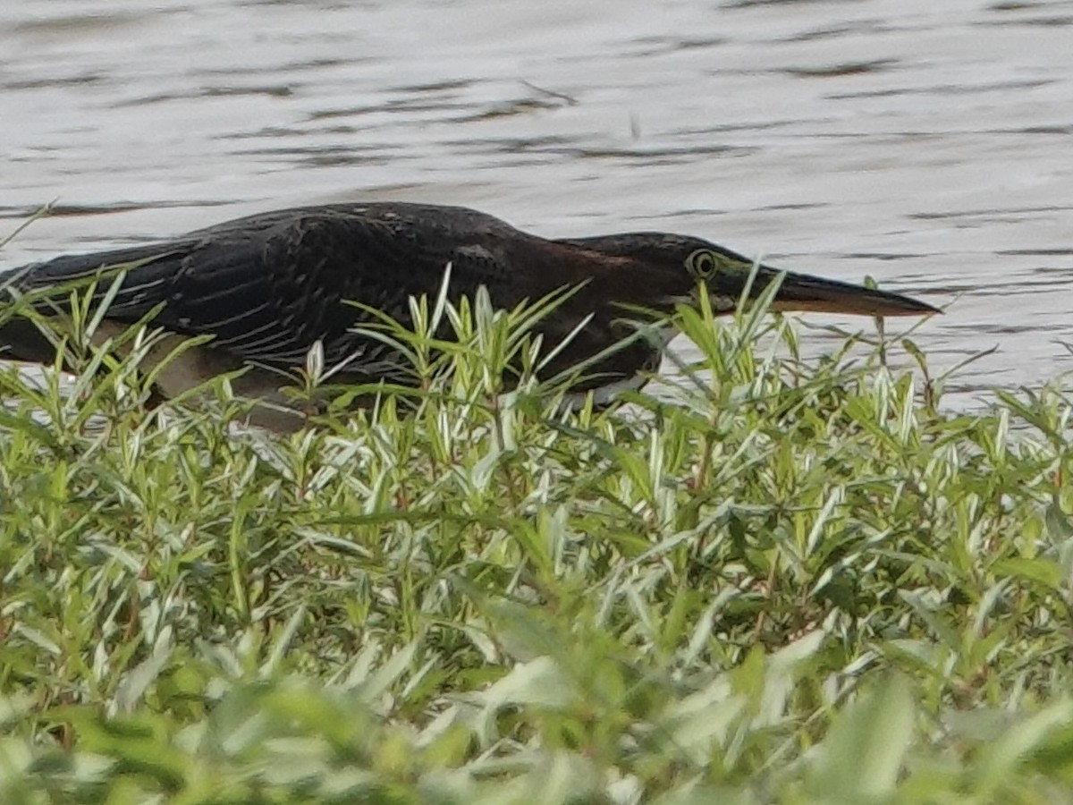 Green Heron - ML642360739