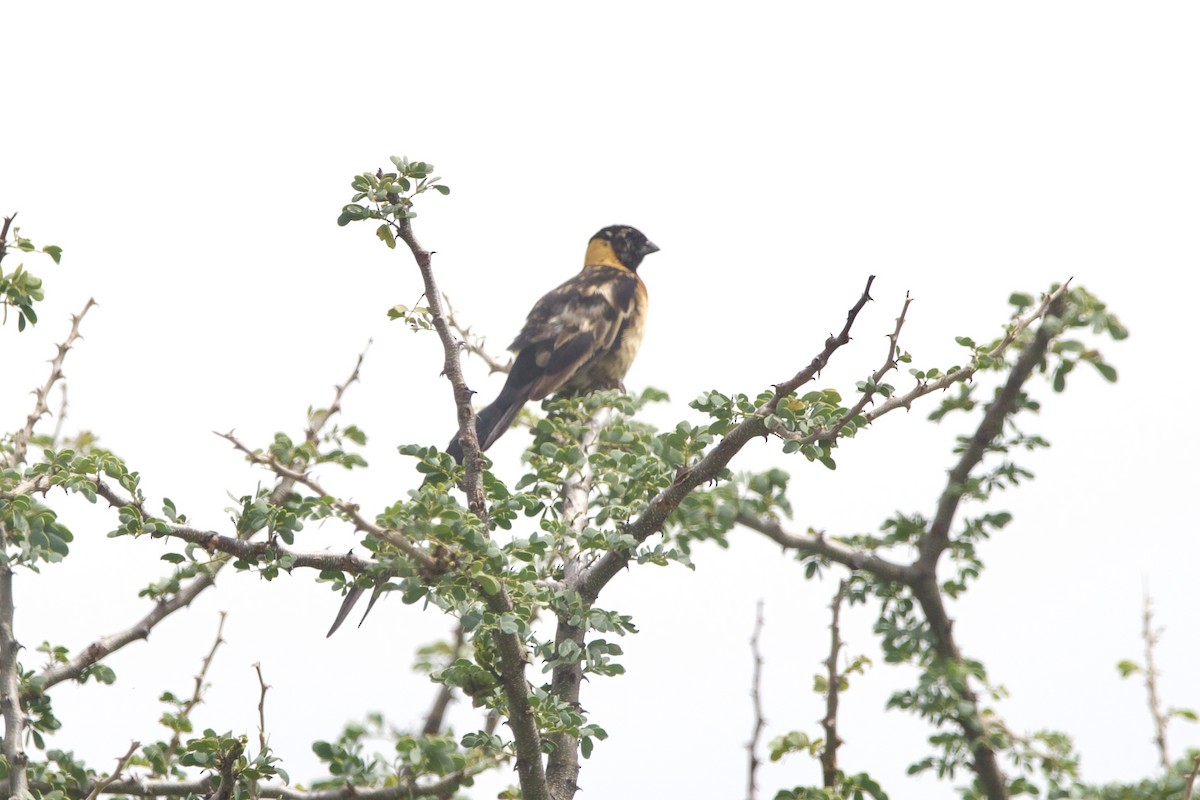 Eastern Paradise-Whydah - ML642360751