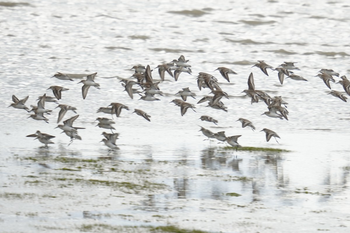 Western Sandpiper - ML642360752
