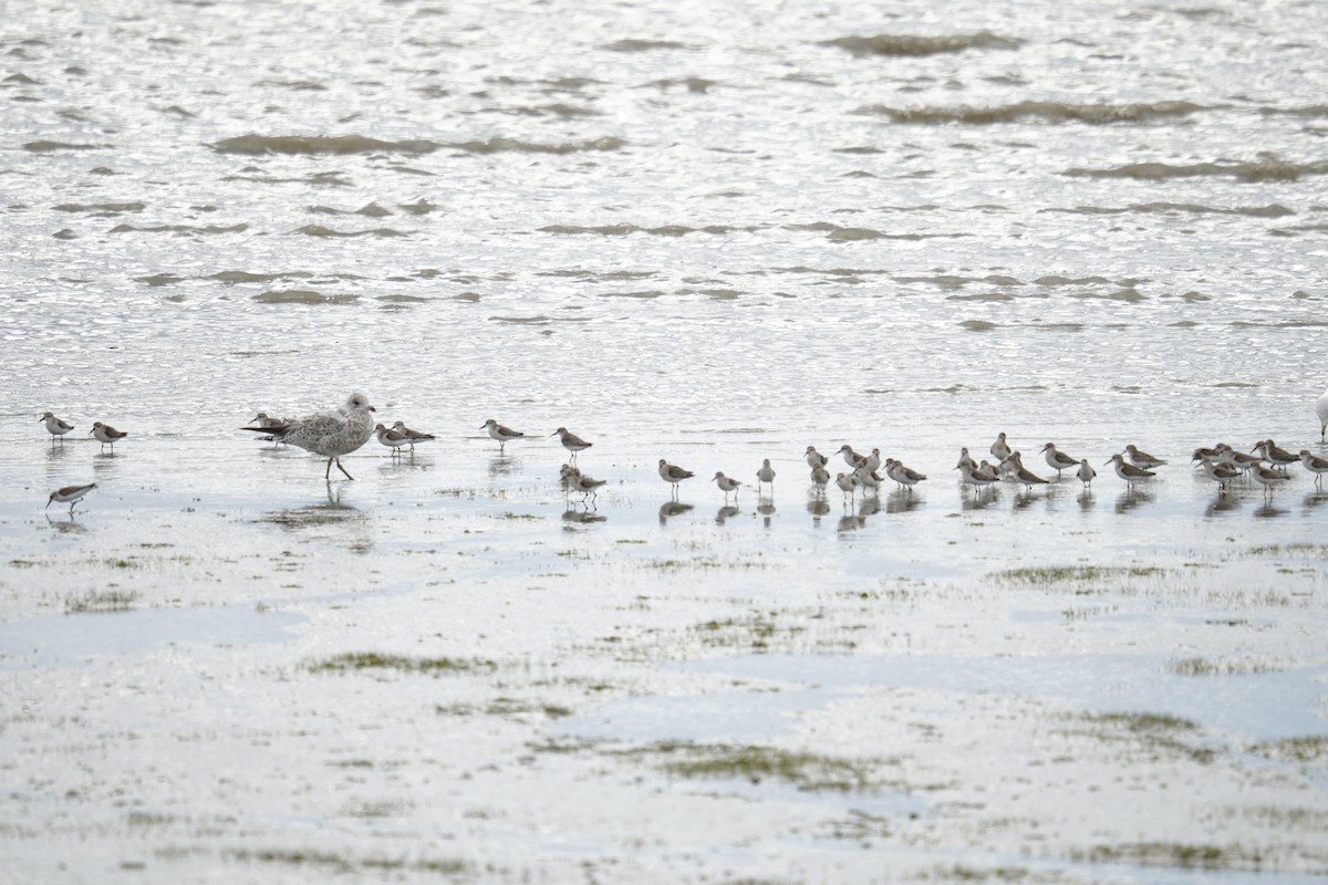 Western Sandpiper - ML642360763