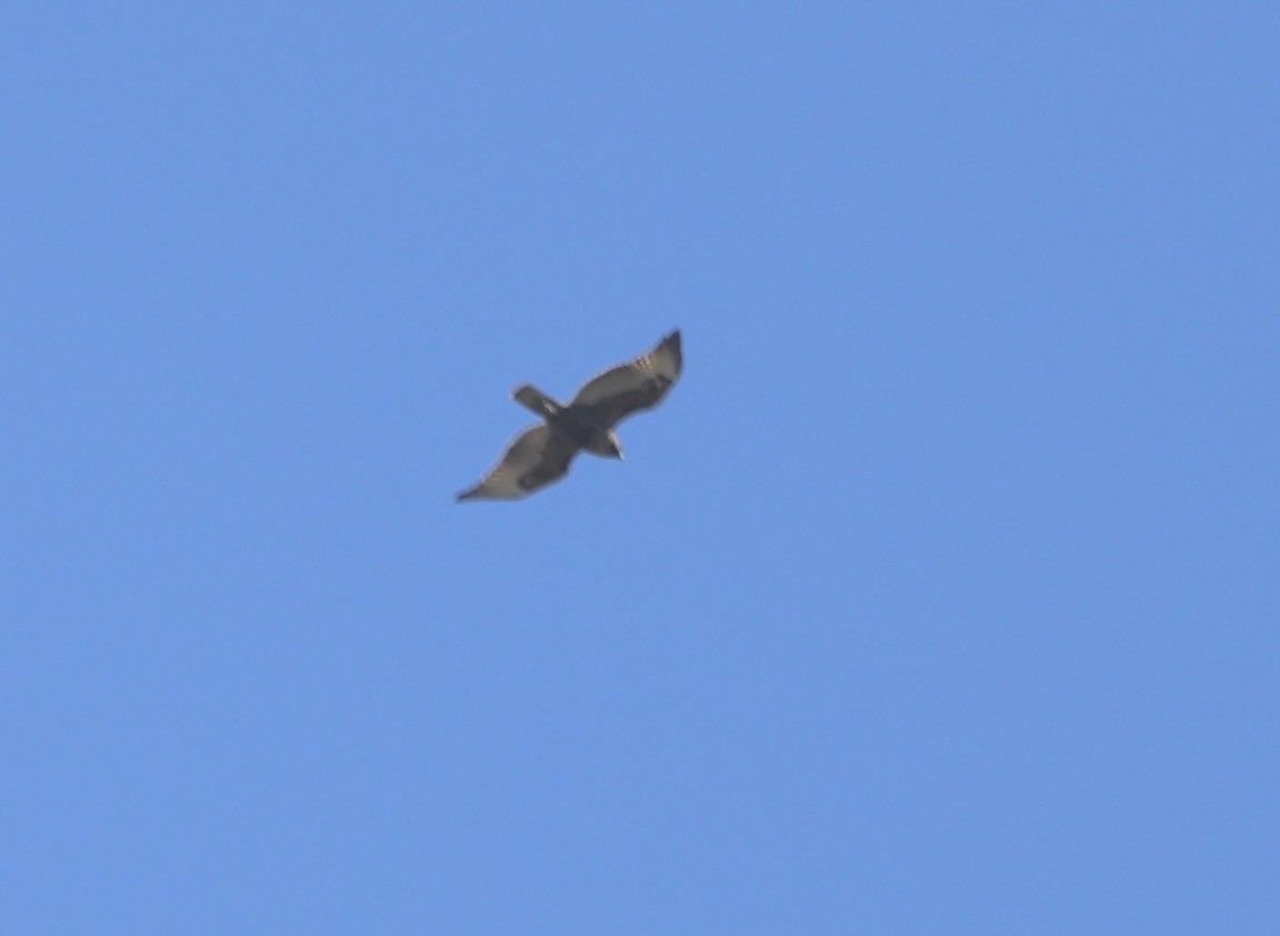 Buteo sp. - ML642360766