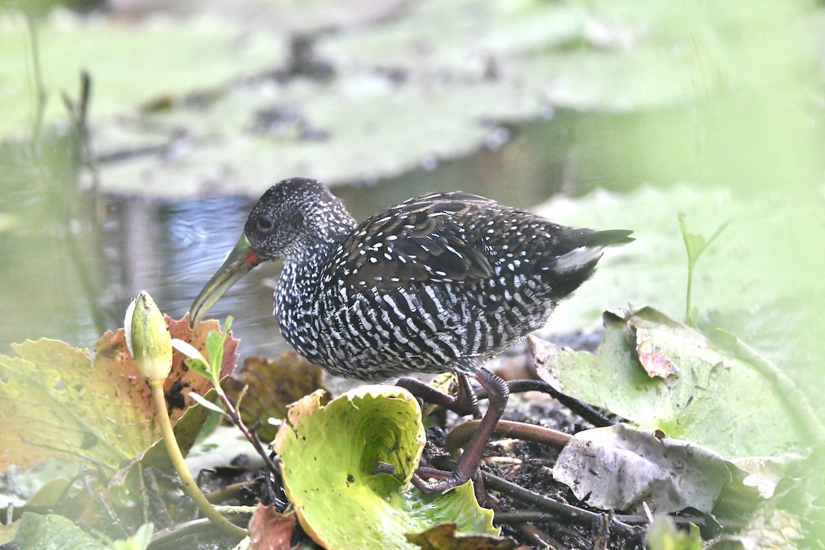 Spotted Rail - ML642360785