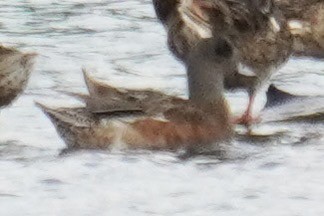 American Wigeon - ML642360786