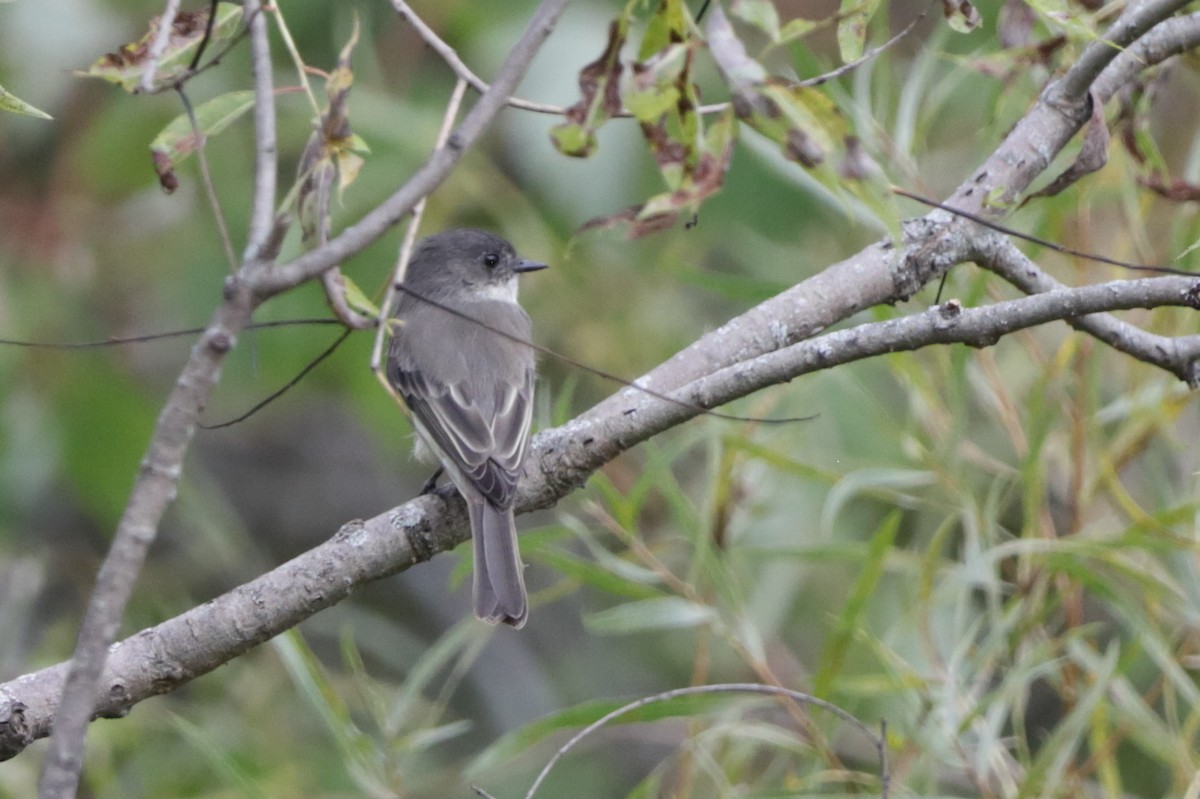 Eastern Phoebe - ML642360787
