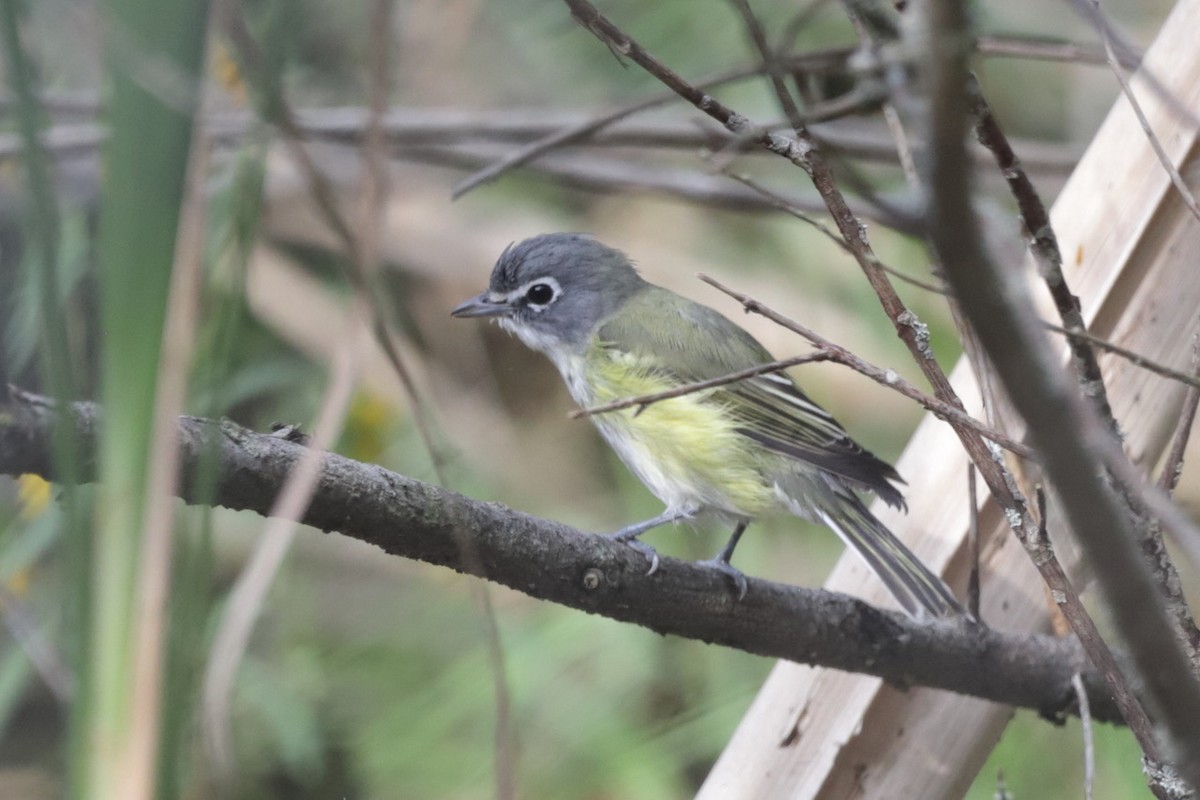 Blue-headed Vireo - ML642360810