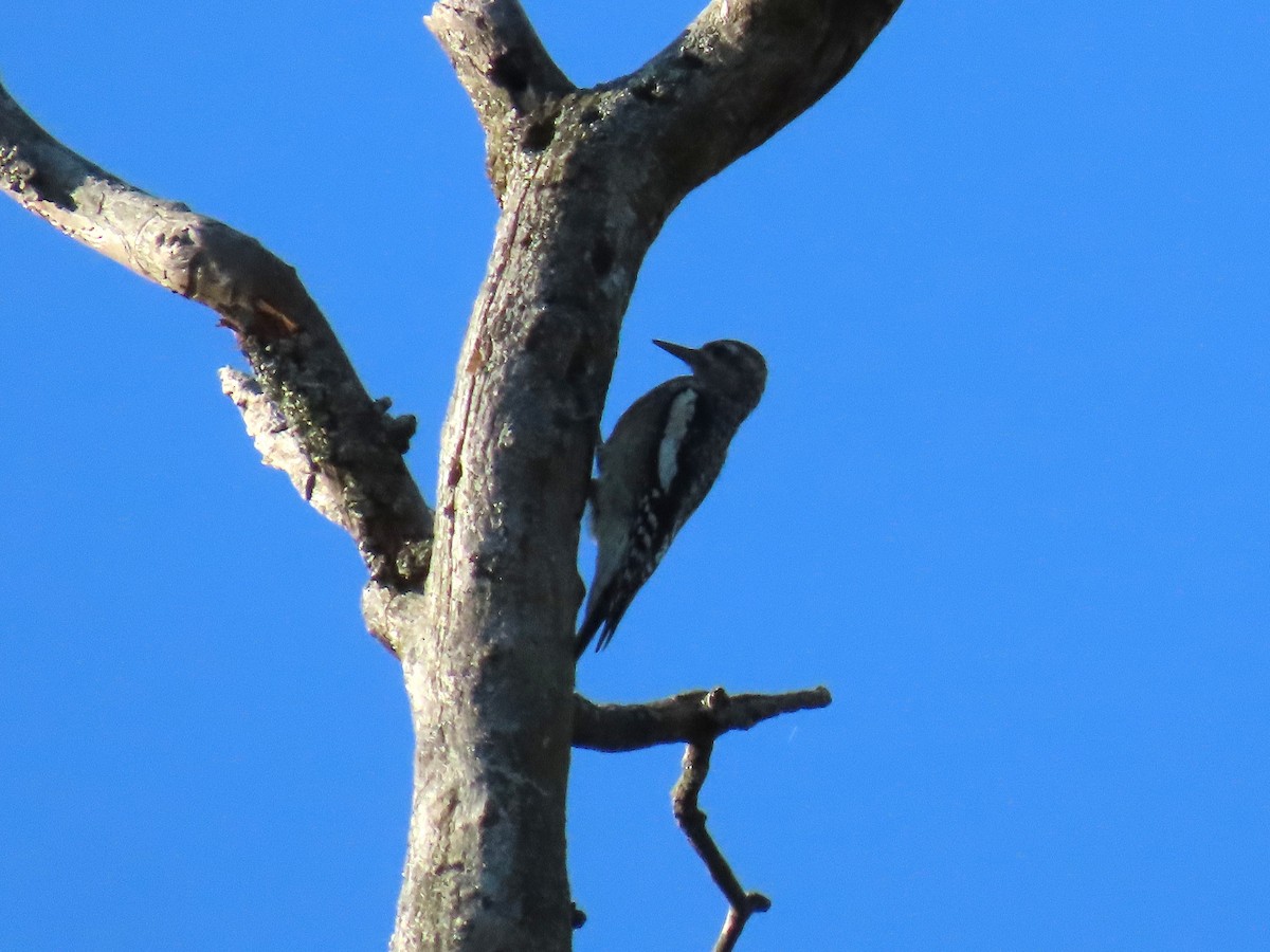 Yellow-bellied Sapsucker - ML642360818