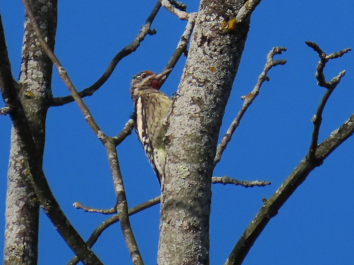 Yellow-bellied Sapsucker - ML642360819