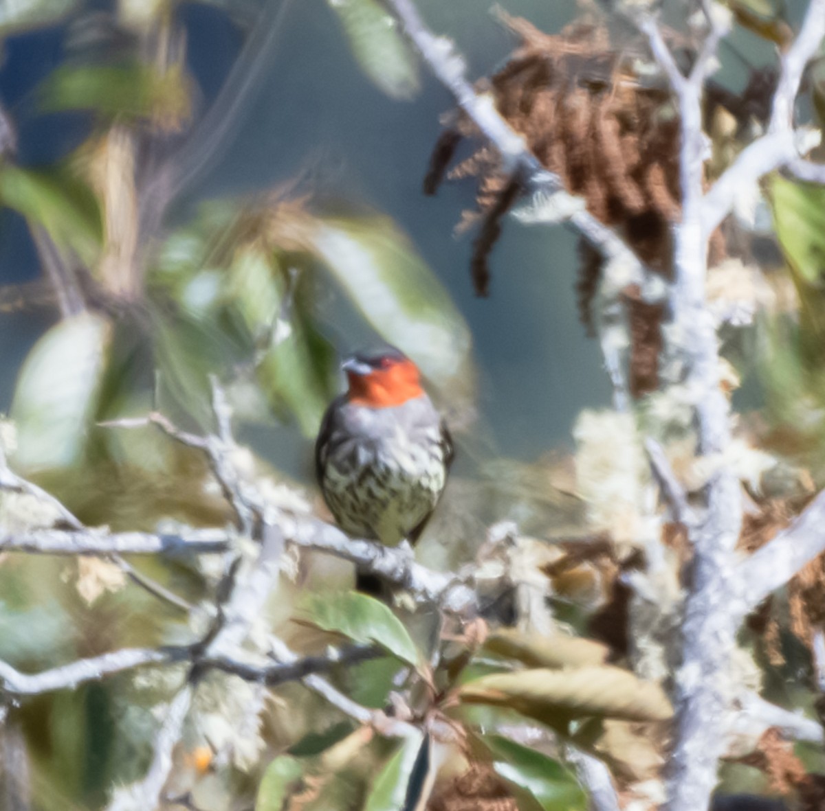 Chestnut-crested Cotinga - ML642360820