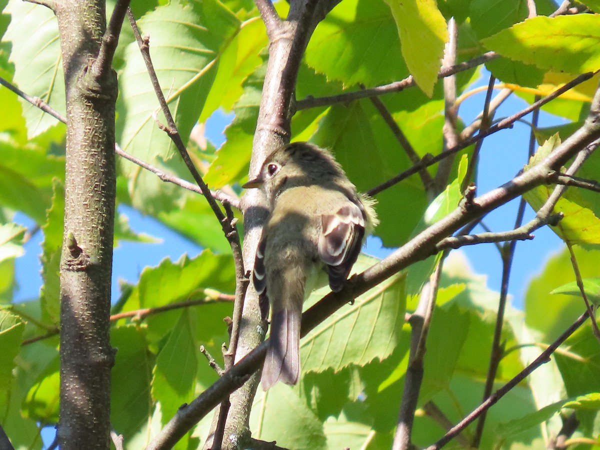 Least Flycatcher - ML642360826