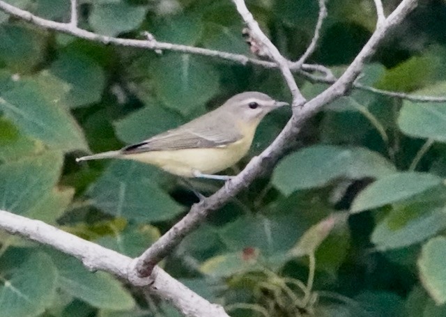 Philadelphia Vireo - ML642360829