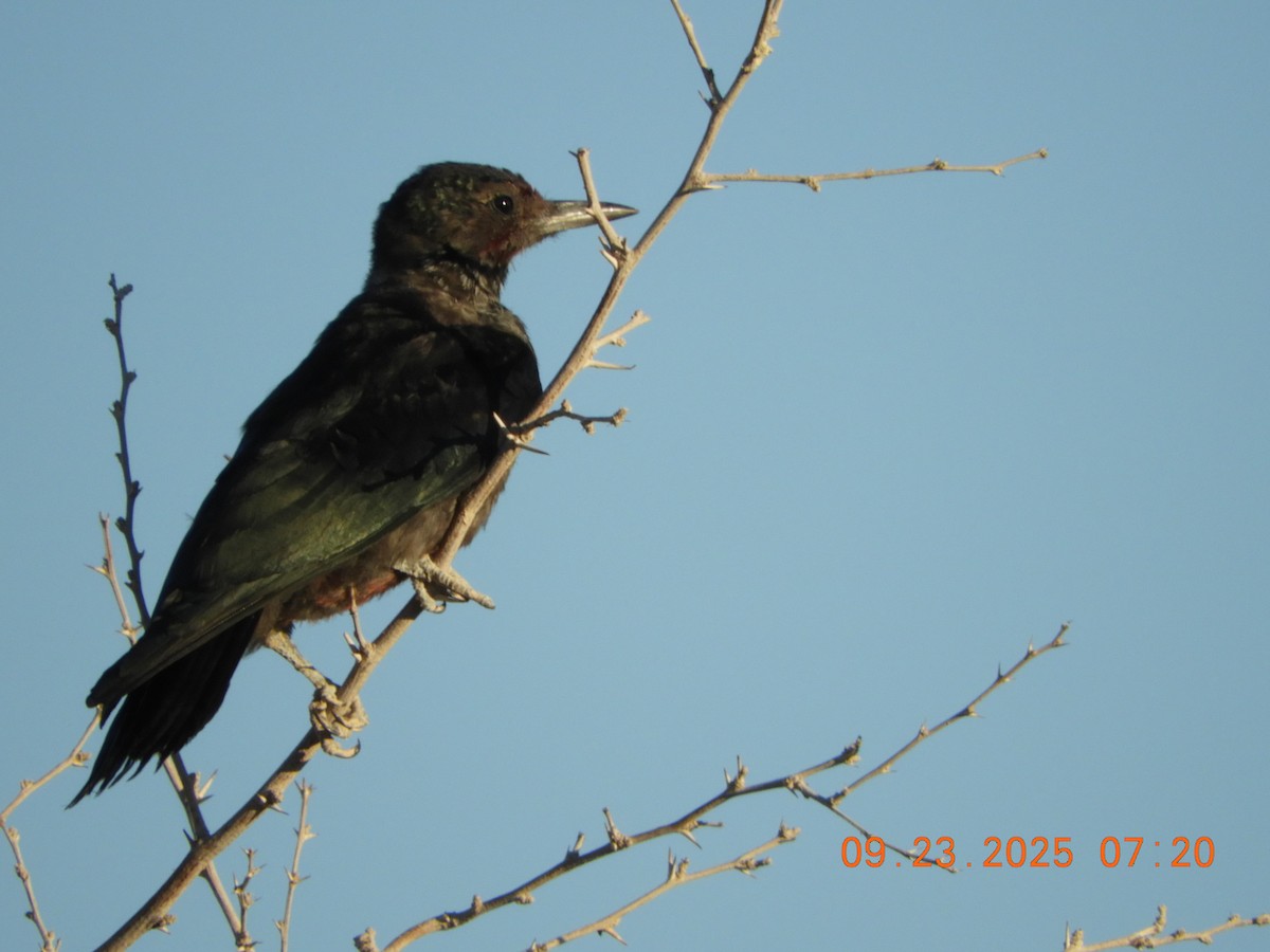 Lewis's Woodpecker - ML642360833