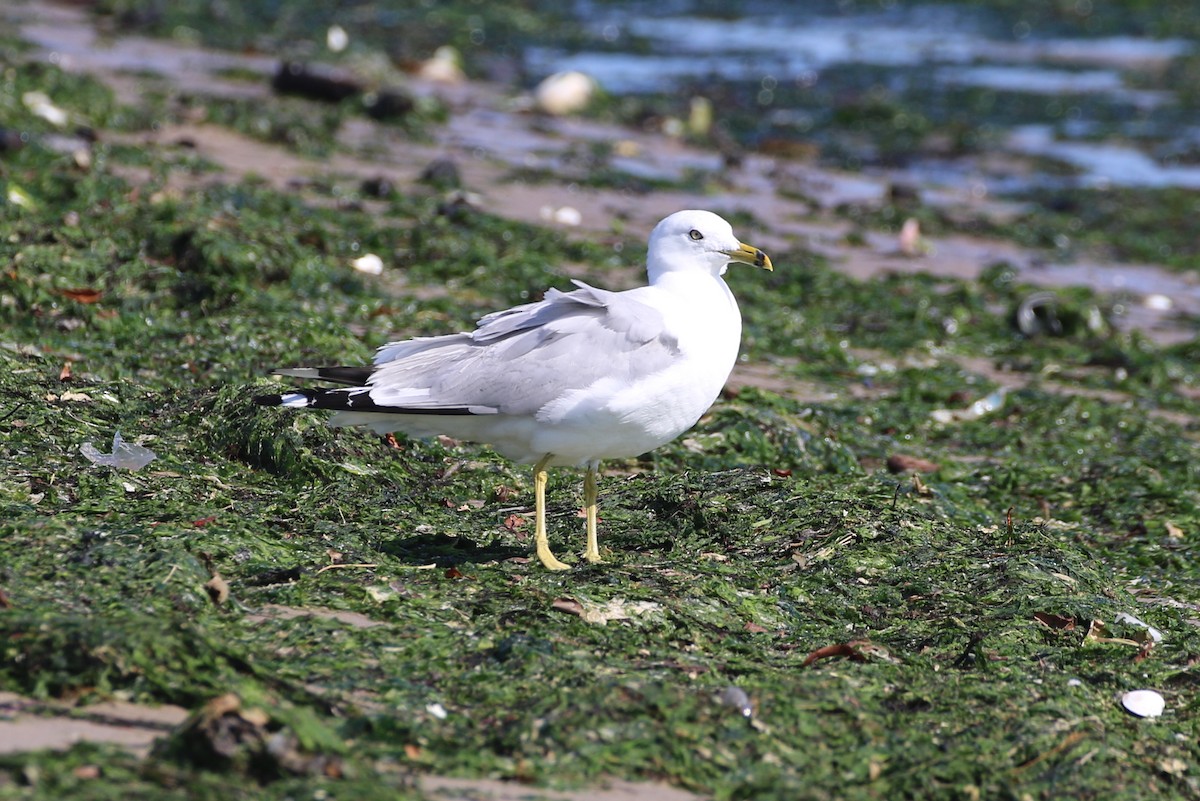 Ring-billed Gull - ML642360834