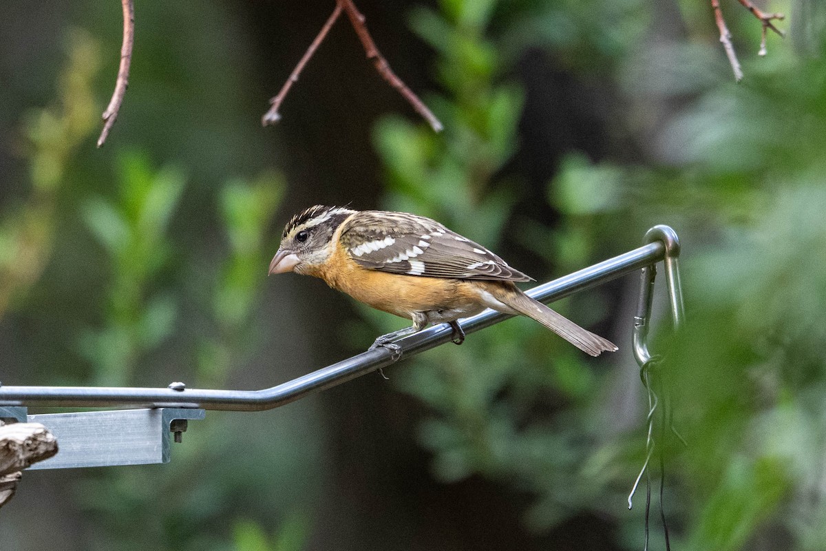 Black-headed Grosbeak - ML642360839