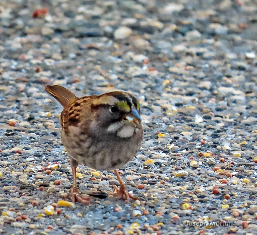 White-throated Sparrow - ML642360850