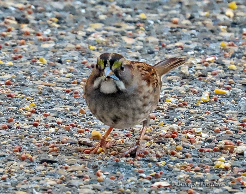 White-throated Sparrow - ML642360851