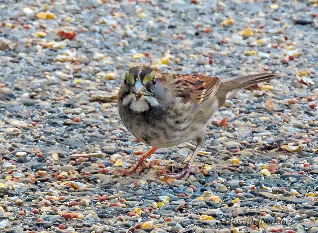 White-throated Sparrow - ML642360852