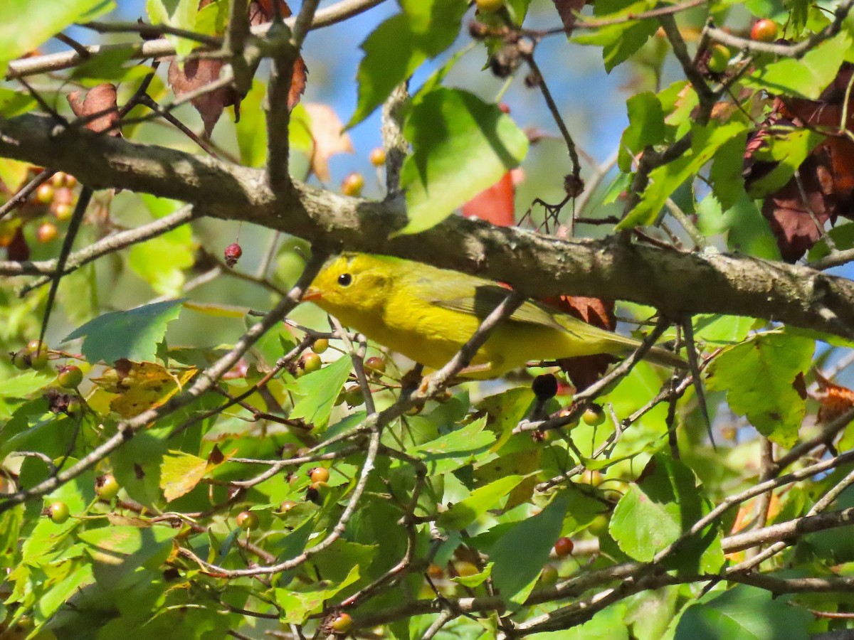 Wilson's Warbler - ML642360856