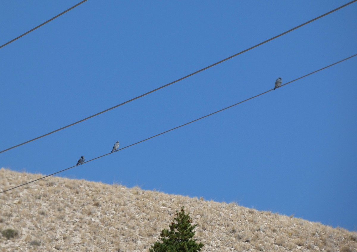 Mountain Bluebird - ML642360886