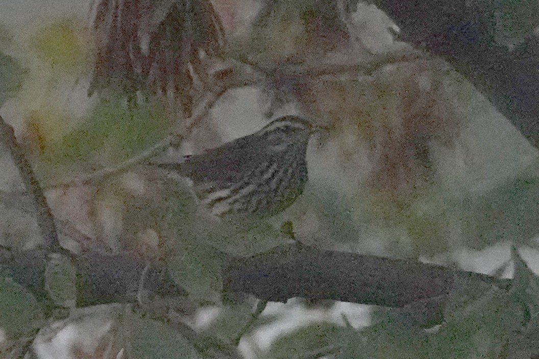 Louisiana/Northern Waterthrush - ML642360889