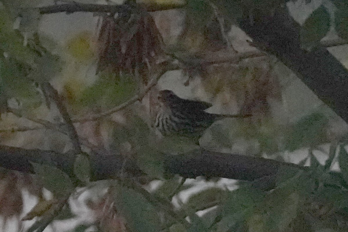 Louisiana/Northern Waterthrush - ML642360890
