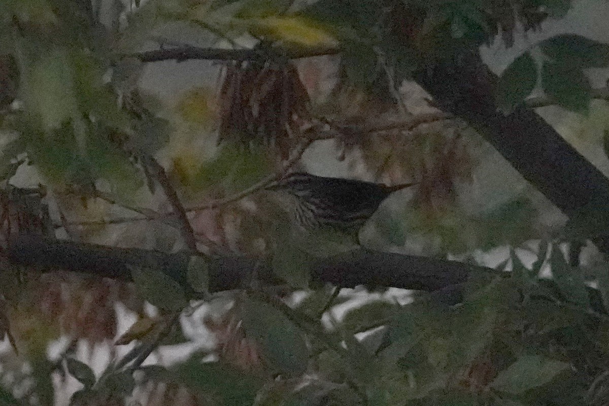 Louisiana/Northern Waterthrush - ML642360892