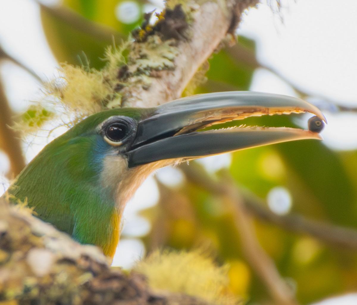 Blue-banded Toucanet - ML642360919