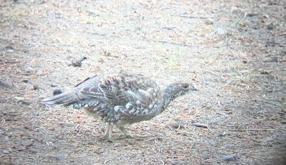 Sooty Grouse - ML642360955