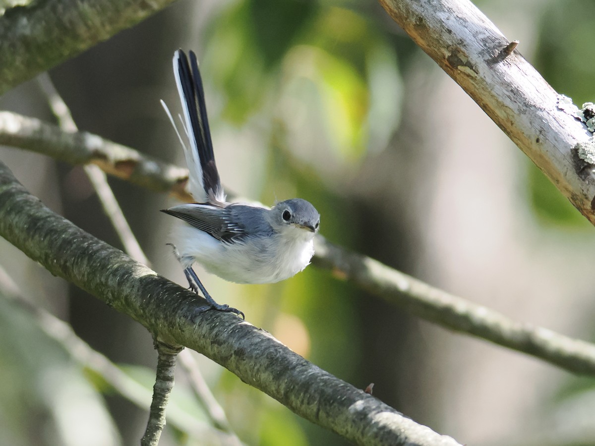 Blue-gray Gnatcatcher - ML642360978