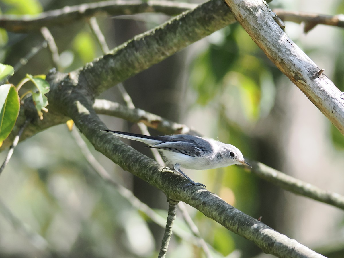 Blue-gray Gnatcatcher - ML642360979