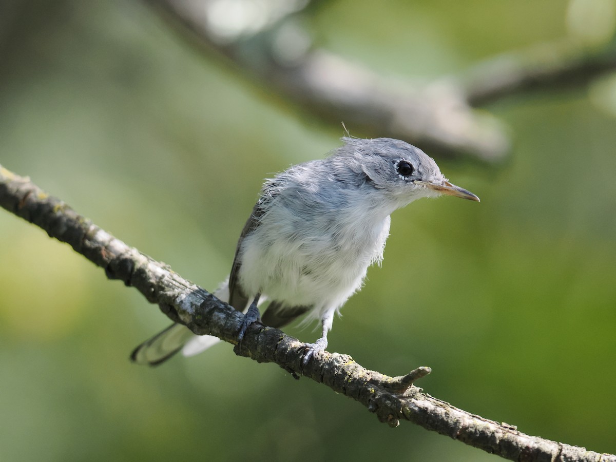 Blue-gray Gnatcatcher - ML642360980