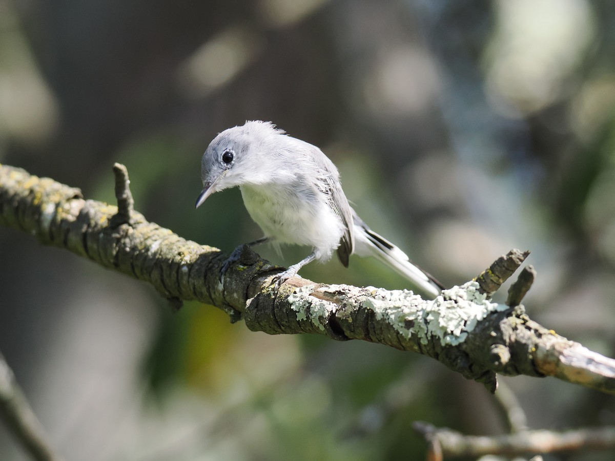 Blue-gray Gnatcatcher - ML642360981