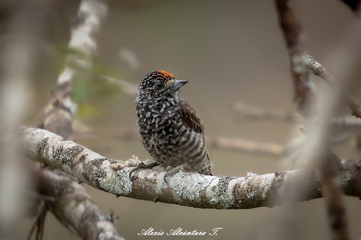 Speckle-chested Piculet - ML642360991