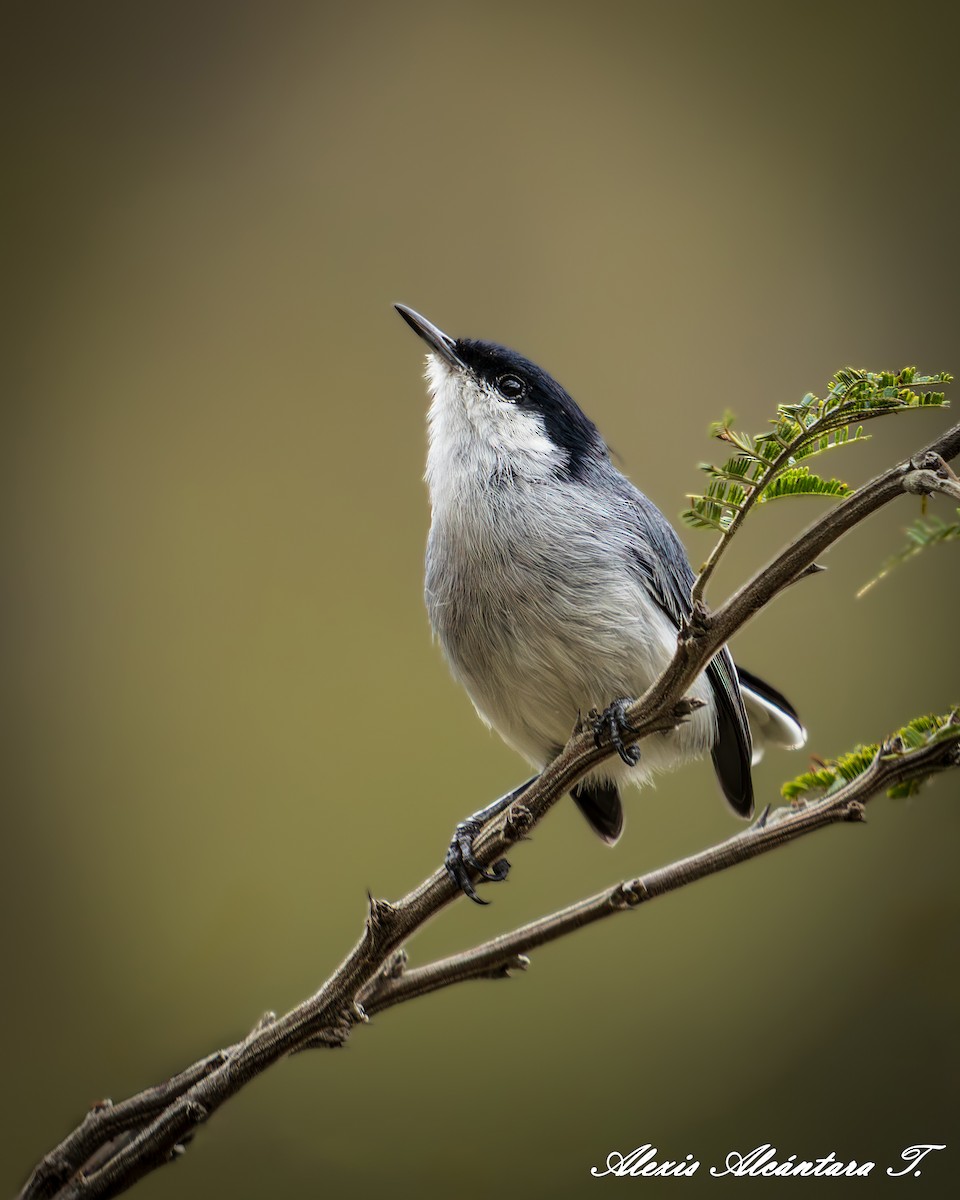 Marañon Gnatcatcher - ML642360997