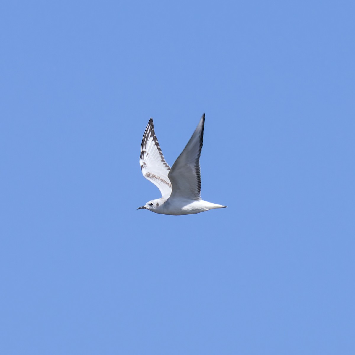 Bonaparte's Gull - ML642361000