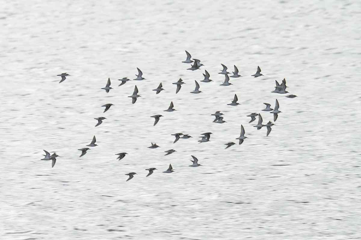Western Sandpiper - ML642361003